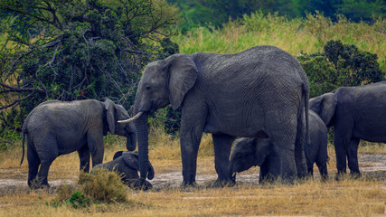 parade (group) of african elephants (Laxodonta africana) with babies, relaxing on a hot summer day in Northern Serengeti, Tanzania