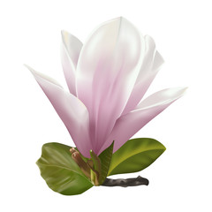 Beautiful twig blooming Magnolia. Vector illustration. EPS 10