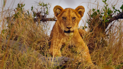 cute lion cub looking at camera in Kopje hide. Northern Serengeti, Tanzania. Attentive ears and wide open eyes.