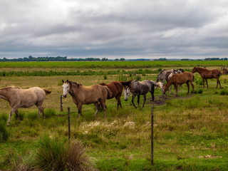 Fototapeta na wymiar caballos caminando