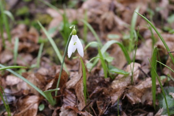 Tender white primrose snowdrop blossomed in the spring forest