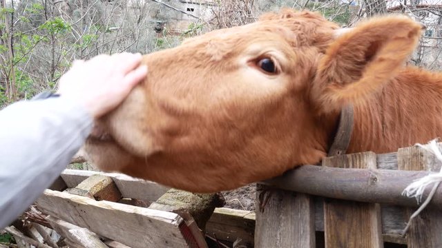 curious happy cow licks the hand of a man with its longest tongue