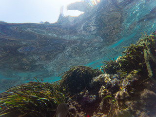 Underwater view  with some rocks and moss