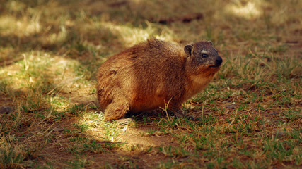 a Rock hyrax (Procavia capensis) looking confused among tourists at Southern Serengeti Main Entrance Office premises
