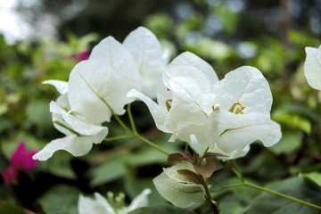 Obraz premium Flowers in Botanical Garden