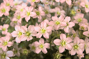 Fototapeta premium Pink Group Of Flowers / Flower Arrangement Bouquet