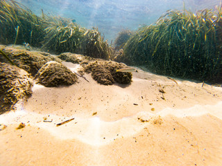 Underwater view  with some rocks, moss and sand