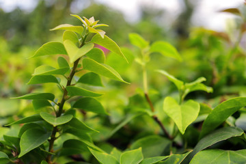 Fresh Green Plants in Botanical Garden