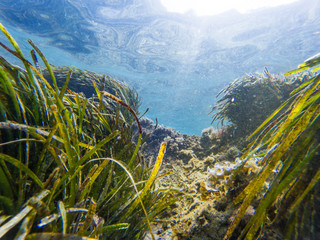 Fototapeta na wymiar Underwater view with some rocks, moss and sand