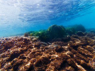 Underwater view  with some fishes, rocks and moss.