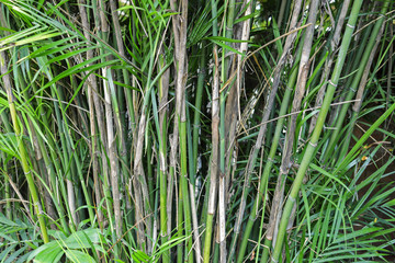 Fresh Green Plants in Botanical Garden