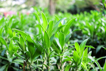 Fresh Green Plants in Botanical Garden