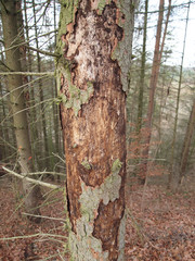 European spruce with severely damaged bark, Doernberg, Hesse, Germany