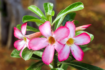 Flowers in Botanical Garden