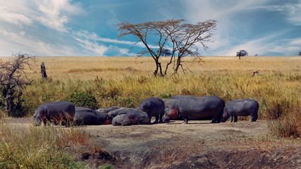 Sun basking hippo herd