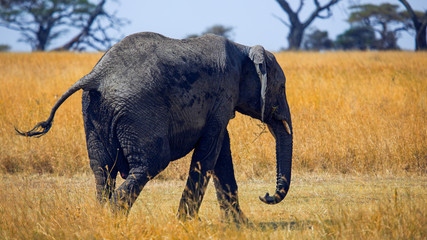 Large African Elephant (Loxodonta africana) with its tail hanging high, isolated on dry yellow savannah grass background