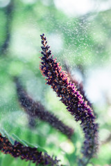 closeup  violet flower    and morning dew. picture with soft focus.  easter background.
