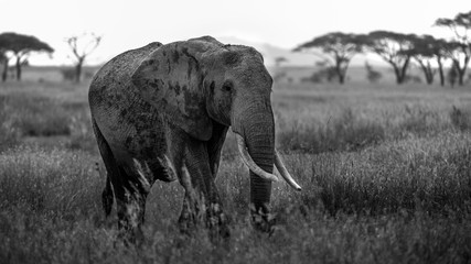 Black and White portrait of large African Elephant bull . Side view shot featuring ear face and...
