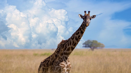 One giraffe peaking to the camera on the savannah grassland. beautiful blue sky with clounds in forming the background