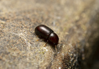 Tree-fungus beetle, Cis beetle photographed with high magnification