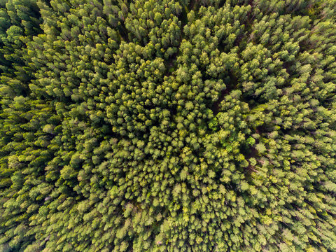 Wild spruce trees in forest in summer from a height © Sergei Gorin