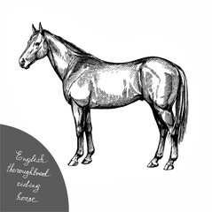 graphic illustration thoroughbred riding horse, english racehorse