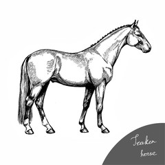 Fototapeta na wymiar graphic illustration farm riding and trotting Trakehner horse