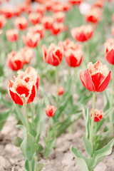 field of red tulips