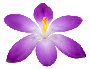Obraz premium Crocus flower isolated on white background with clipping path