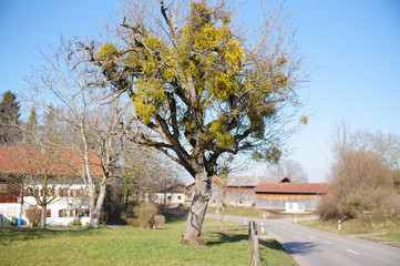 Alter Apfelbaum mit Misteln