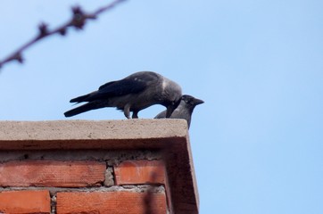 Two crows on the chimney