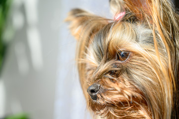 Close up portrait of young Yorkshire terrier female puppy looking at the window from house during the bright sunny day. Lovely pets care at home concept.