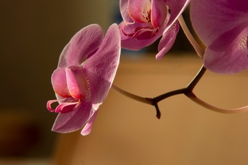 A beautiful orchid on a dining room table catches the light on a Spring evening