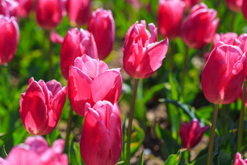 Closeup of pink tulips flowers with green leaves in the park outdoor.