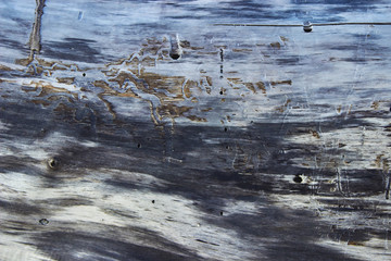 Old weathered tree trunk. Multicolor texture. Bark beetle