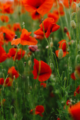 beautiful red poppy flowers field