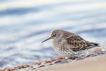 A purple sandpiper (Calidris maritima)