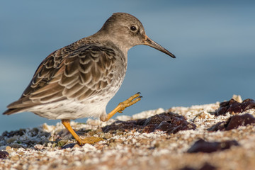A purple sandpiper (Calidris maritima)