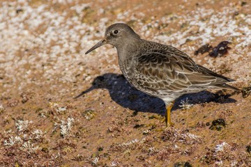 A purple sandpiper (Calidris maritima)