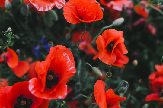 beautiful red poppy flowers field © Glebs