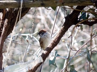 Obraz premium a small bird on a tree branch