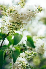 blossom white cherry tree flowers