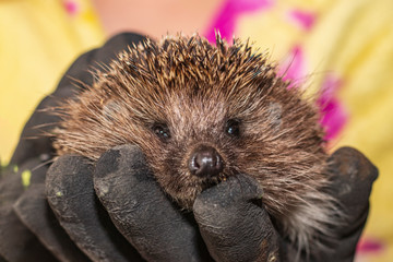 Hedgehog in the arms. Dark lighting. Hand in a glove of dark color. Hard shadows. Shallow depth of field
