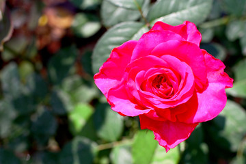 Red rose beautiful flower nature with leave background 