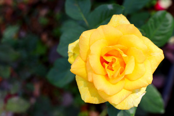 Yellow Rose Flower in Garden 