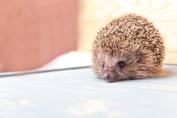 Hedgehog on a wooden background in retro style. Dark lighting. Hand in a glove of dark color. Hard shadows. Shallow depth of field