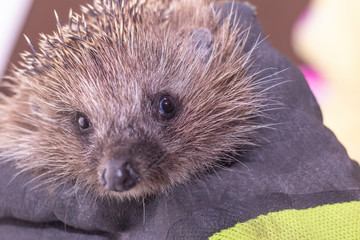 Hedgehog in the arms. Dark lighting. Hand in a glove of dark color. Hard shadows. Shallow depth of field