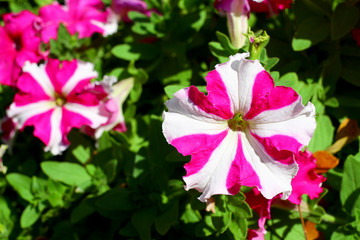 Beautiful flower in garden