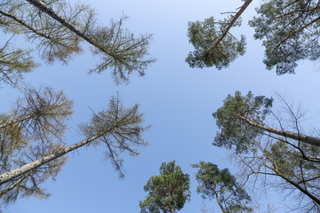 Trees on the Island of Ruegen, Mecklenburg-Vorpommern, Germany