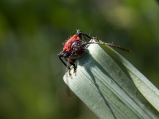 red beetle on the grass